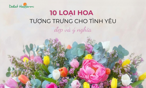 10 Loài hoa mang thông điệp tình yêu đẹp và ý nghĩa nhất