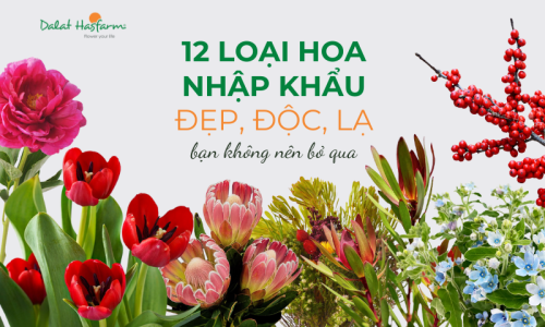 12 Loại hoa nhập khẩu đẹp, độc, lạ mà bạn không nên bỏ qua