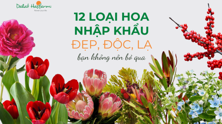 12 Loại hoa nhập khẩu đẹp, độc, lạ mà bạn không nên bỏ qua